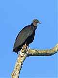 Black Vulture